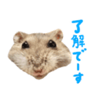 はむっとハムスタンプ【修正版】（個別スタンプ：1）