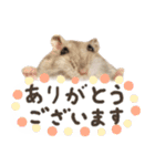 はむっとハムスタンプ【修正版】（個別スタンプ：9）