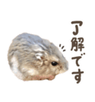 はむっとハムスタンプ【修正版】（個別スタンプ：24）