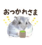 はむっとハムスタンプ【修正版】（個別スタンプ：25）