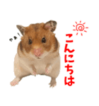 ハムスターのあまなつ 2（個別スタンプ：1）
