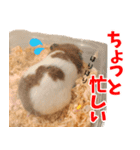 ハムスターのあまなつ 2（個別スタンプ：3）