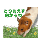 ハムスターのあまなつ 2（個別スタンプ：4）