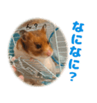 ハムスターのあまなつ 2（個別スタンプ：5）