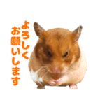 ハムスターのあまなつ 2（個別スタンプ：6）