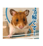 ハムスターのあまなつ 2（個別スタンプ：8）
