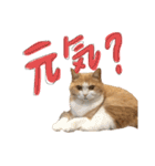 白玉とあんみつ甘味処姉妹（個別スタンプ：1）