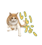 白玉とあんみつ甘味処姉妹（個別スタンプ：3）