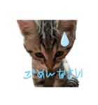 ねこねこ さばみそ（個別スタンプ：1）