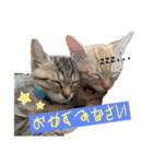ねこねこ さばみそ（個別スタンプ：2）