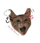 ねこねこ さばみそ（個別スタンプ：3）