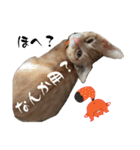 ねこねこ さばみそ（個別スタンプ：4）