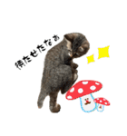 ねこねこ さばみそ（個別スタンプ：5）