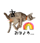 ねこねこ さばみそ（個別スタンプ：6）