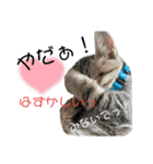 ねこねこ さばみそ（個別スタンプ：8）