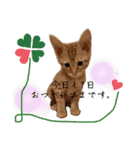 ねこねこ さばみそ（個別スタンプ：9）