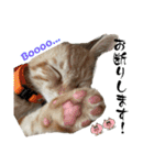 ねこねこ さばみそ（個別スタンプ：11）