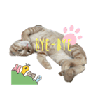 ねこねこ さばみそ（個別スタンプ：12）