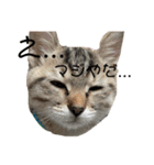 ねこねこ さばみそ（個別スタンプ：13）