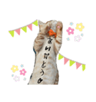 ねこねこ さばみそ（個別スタンプ：15）