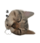 ねこねこ さばみそ（個別スタンプ：17）