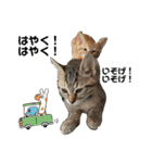 ねこねこ さばみそ（個別スタンプ：21）