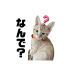 ねこねこ さばみそ（個別スタンプ：23）