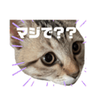 ねこねこ さばみそ（個別スタンプ：24）