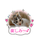 三毛猫みみーちゃん♡（個別スタンプ：3）