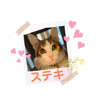 三毛猫みみーちゃん♡（個別スタンプ：13）