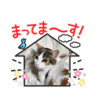 三毛猫みみーちゃん♡（個別スタンプ：18）