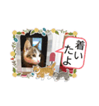 三毛猫みみーちゃん♡（個別スタンプ：20）