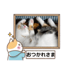 三毛猫みみーちゃん♡（個別スタンプ：29）