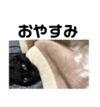 きりねこ3（個別スタンプ：3）
