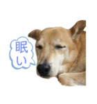 小夢くんスタンプ7(+1Reload)（個別スタンプ：1）