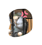 コザクラ部（個別スタンプ：1）