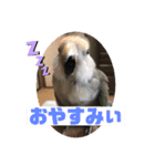 コザクラ部（個別スタンプ：2）