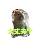コザクラ部（個別スタンプ：6）