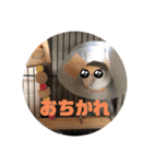 コザクラ部（個別スタンプ：7）