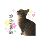 こてふみの日常 3（個別スタンプ：5）