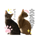 こてふみの日常 3（個別スタンプ：10）