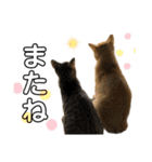 こてふみの日常 3（個別スタンプ：15）