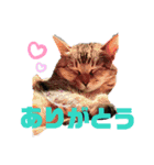 モモちゃん日常会話2（個別スタンプ：12）
