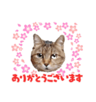 モモちゃん日常会話（個別スタンプ：2）