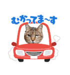 モモちゃん日常会話（個別スタンプ：11）