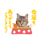 モモちゃん日常会話（個別スタンプ：13）