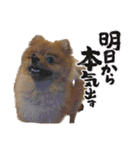 ラブリーぽちゃ（個別スタンプ：2）