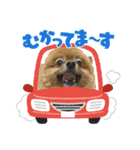 ラブリーぽちゃ（個別スタンプ：3）
