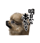 ラブリーぽちゃ（個別スタンプ：6）