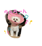 ひなたちゃんスタンプ 第4弾（個別スタンプ：1）